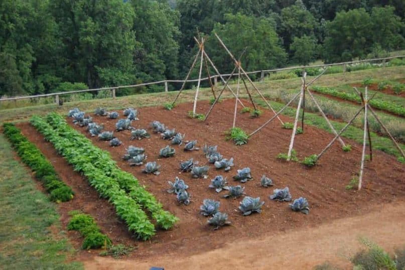 Build Your Own Vegetable Garden - Eco-Friendly