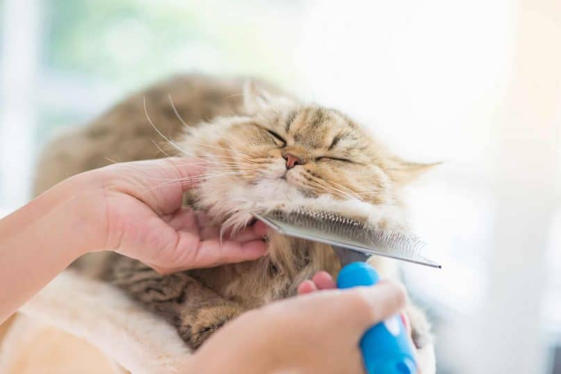 Brush Your Pets Regularly