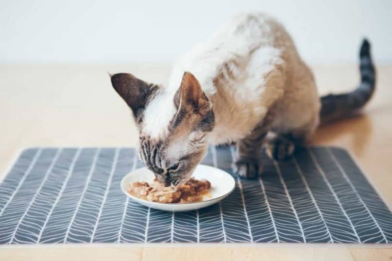 Put Lids on Leftover Wet Pets Food