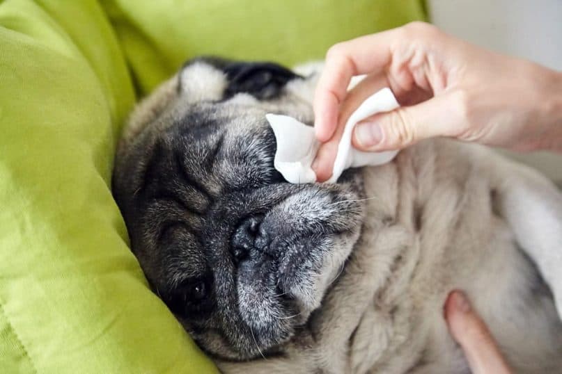 Use Pet-Friendly Wipes for Pets