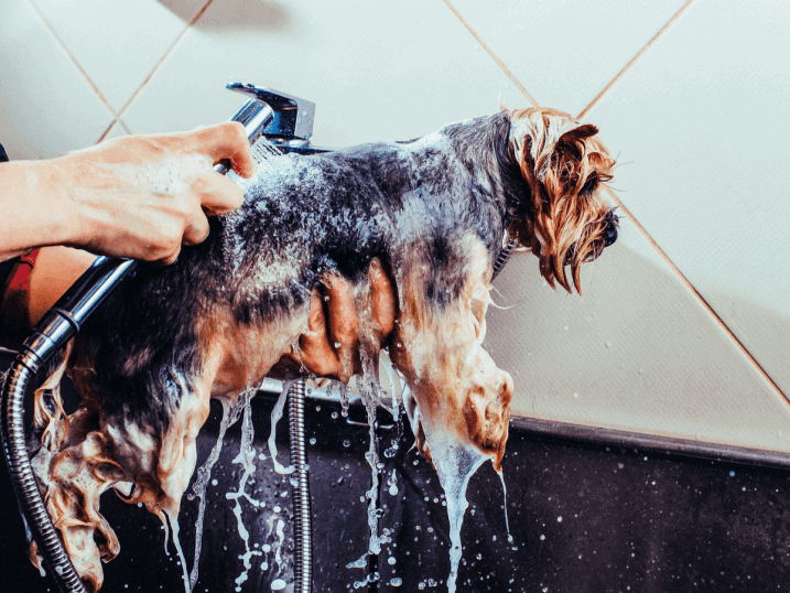 Give Your Pets Regular Baths