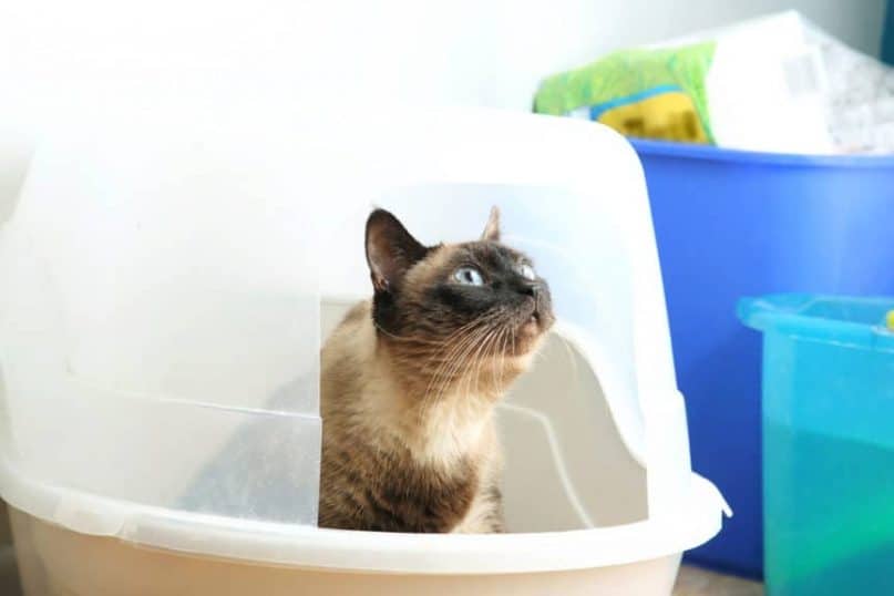 Replace Your Pets Litter Box Periodically