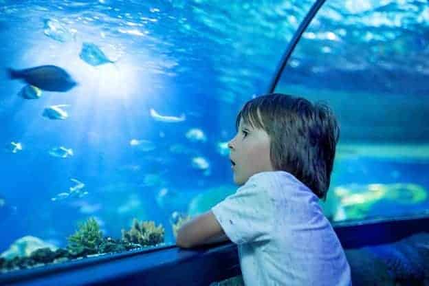 Visit An Aquarium