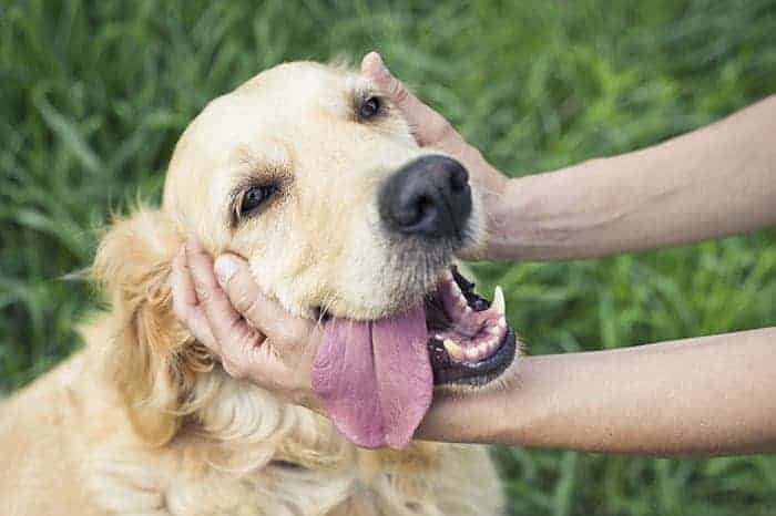 Wash Your Hands After Petting Your Pets