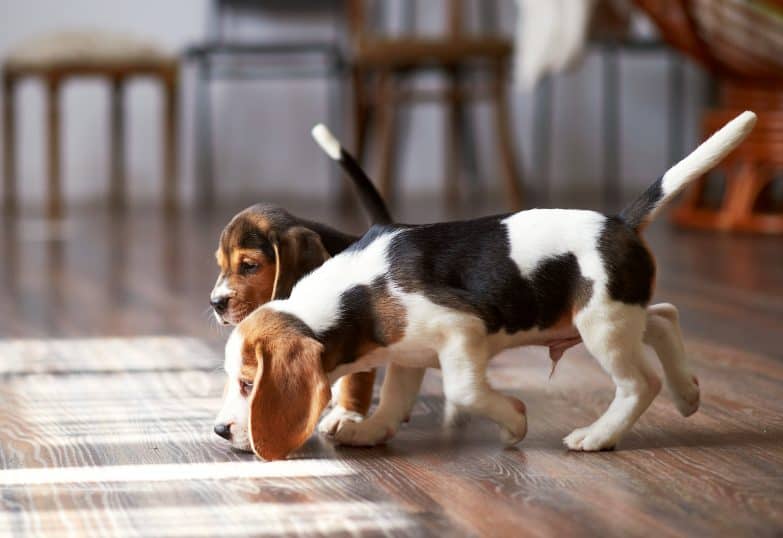 Hardwood Floors