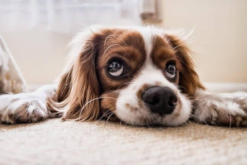 Not Treating Carpet Stains