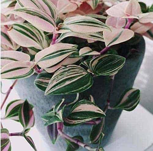 Tradescantia