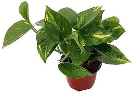  Pothos