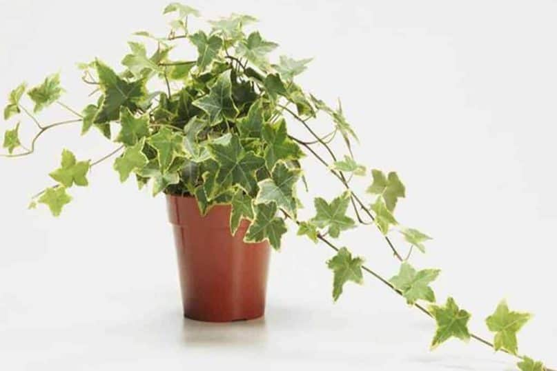  English Ivy