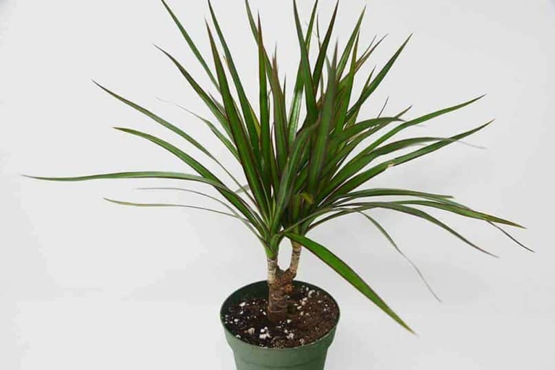 Dracena