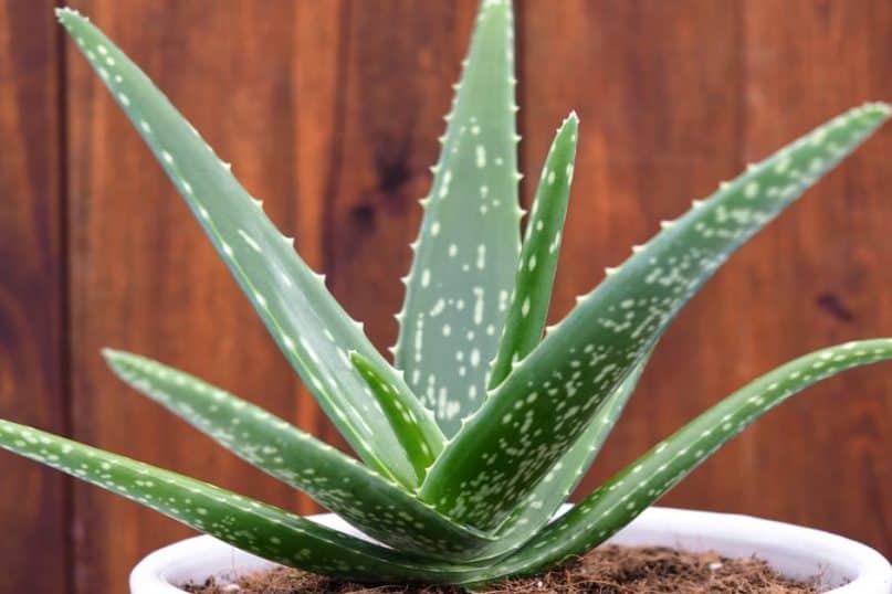 Best Types of Houseplants That Are Healthy to Keep at Home!
