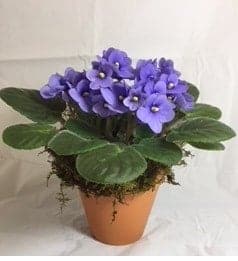 African Violet