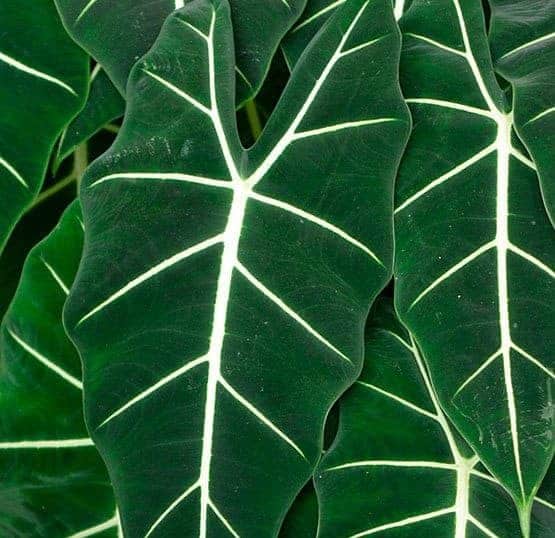 Alocasia - Houseplants