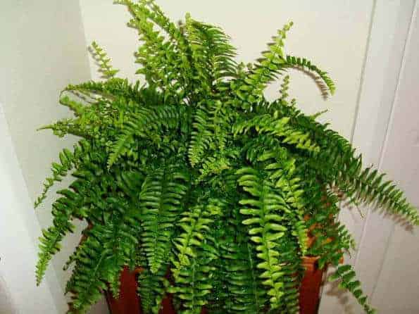 Boston Fern