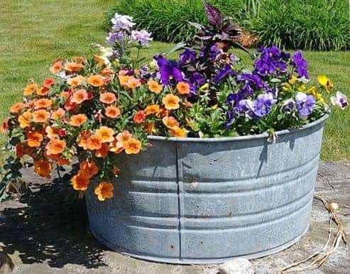 Galvanized Bucket Planters