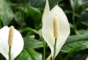 Peace Lily