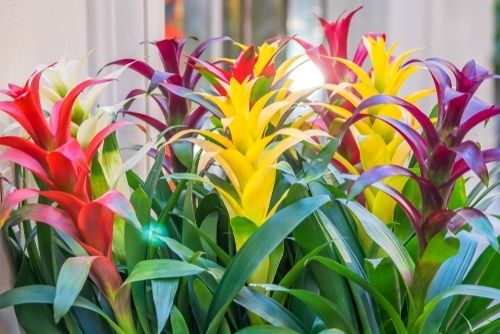 Bromeliads