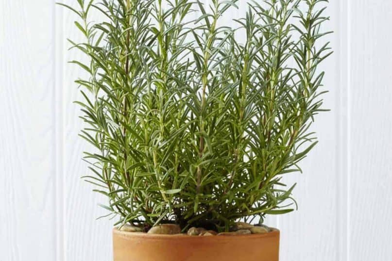 Rosemary