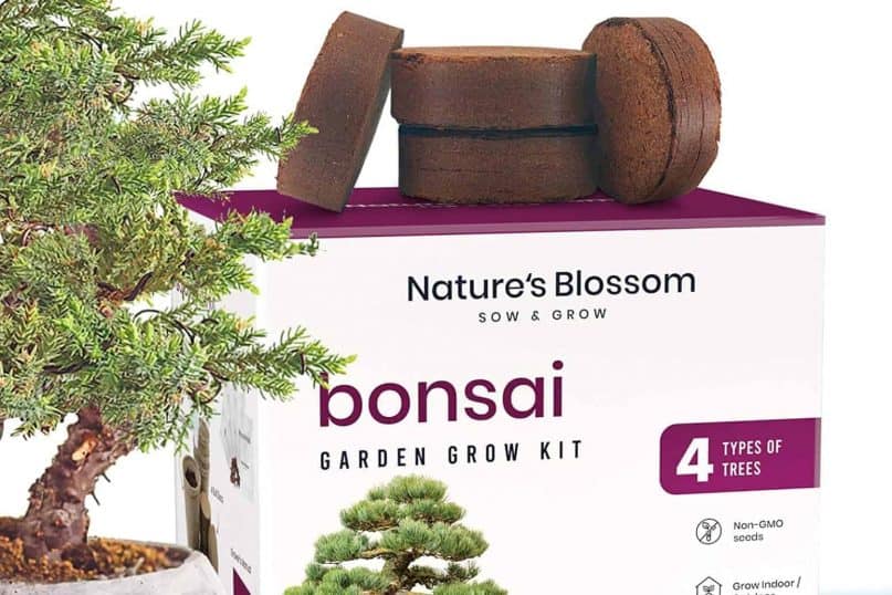 Bonsai kit Bonsai kit 