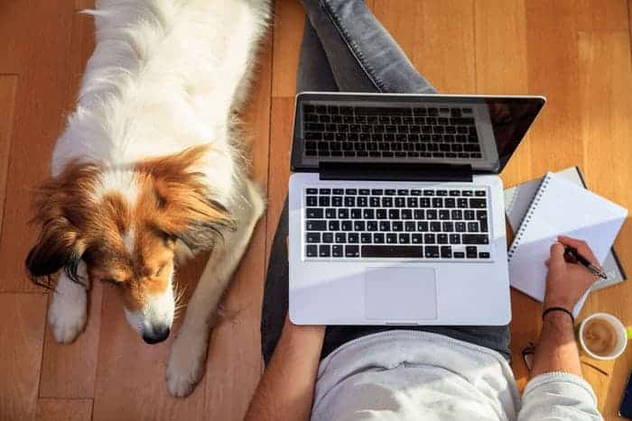 Give Your Pet a Place to Hang Out - Home office tips