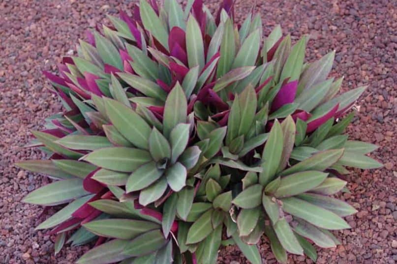 Oyster Plant