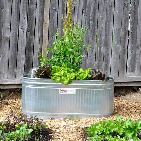 Galvanized Basin Vining Planters