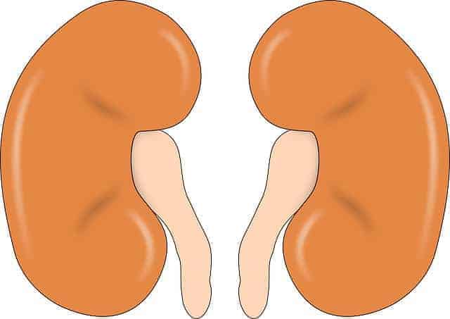 Slows Chronic Kidney Disease