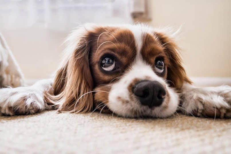 Pets Relieve Themselves Around the House - hoarder sign