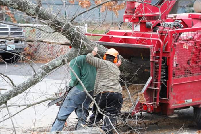 Tree Removal: DIY project