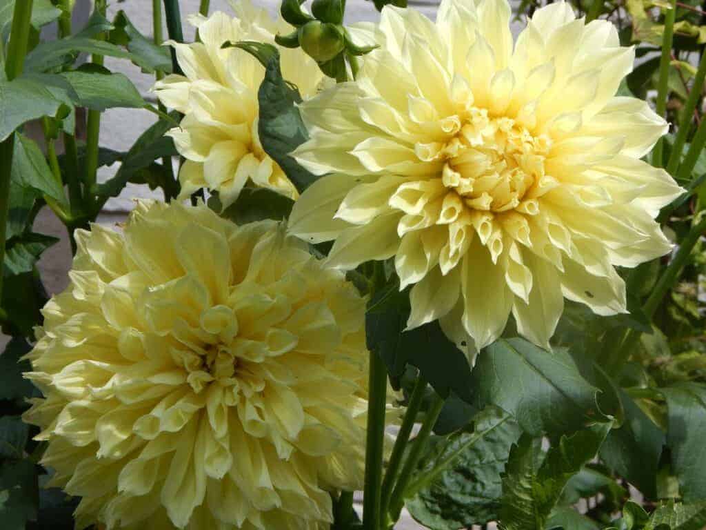 Garden plants: Dinner Plate Dahlia