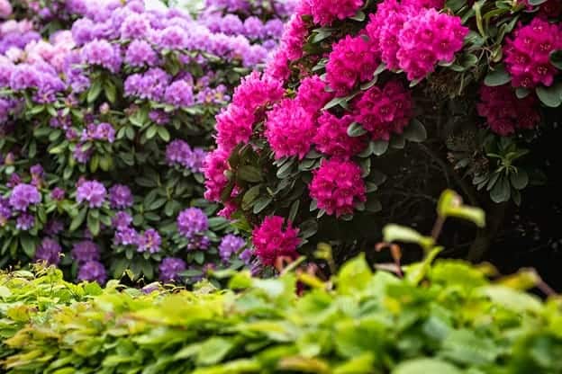 Garden plants: Rhododendron