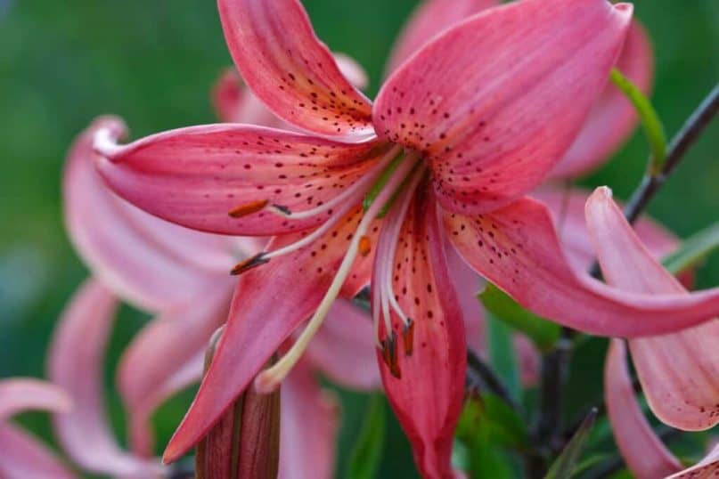 Garden plants: Oriental Lilies 