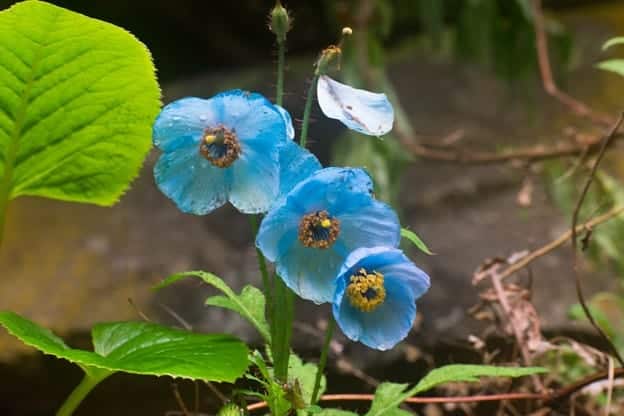 Garden plants: Himalaya poppies