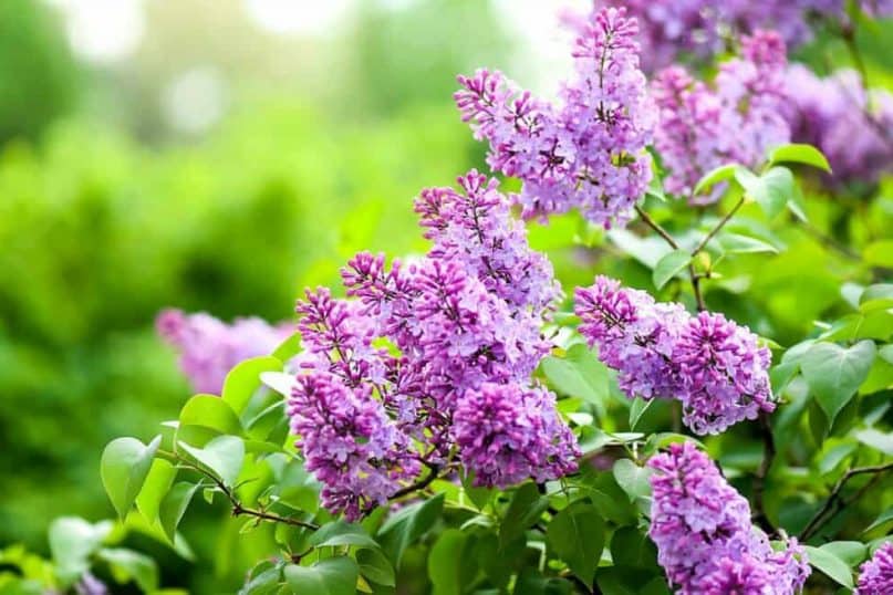 Garden plants: Lilac tree