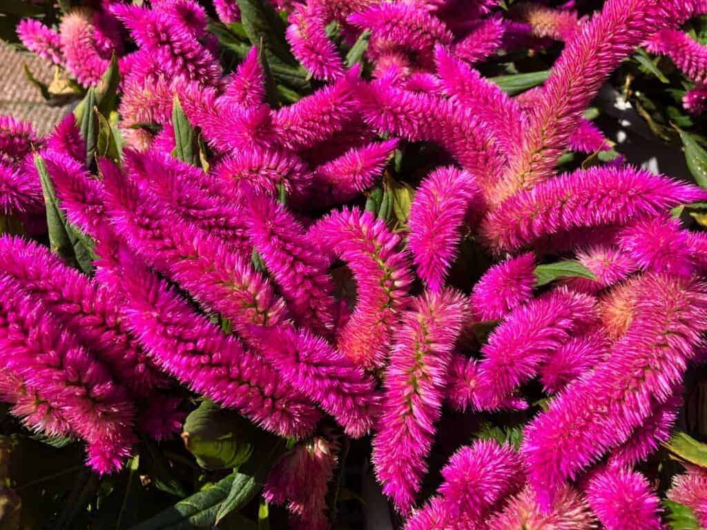 Garden plants: Celosia wheat