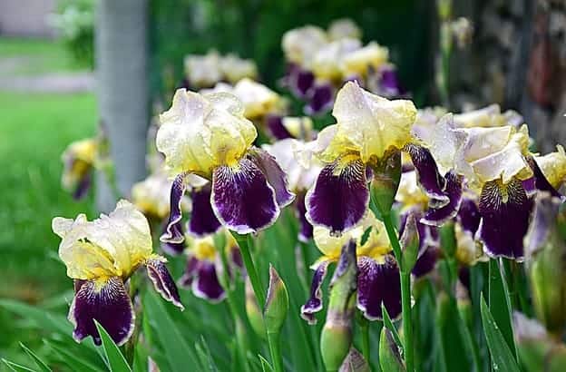 Garden plants: Bearded Iris