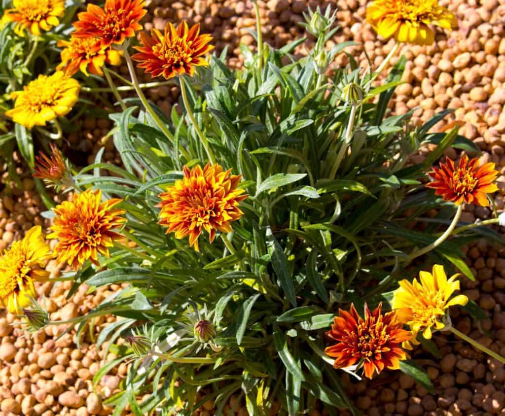 Garden plants: Gazania hybrid