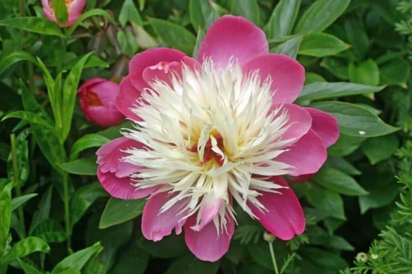 Garden plants: Peony 'Bowl of Beauty'