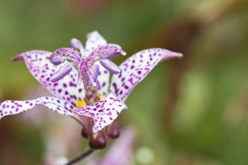 Garden plants: Toad Lily