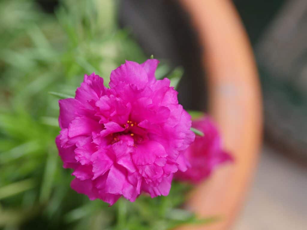 Moss Rose