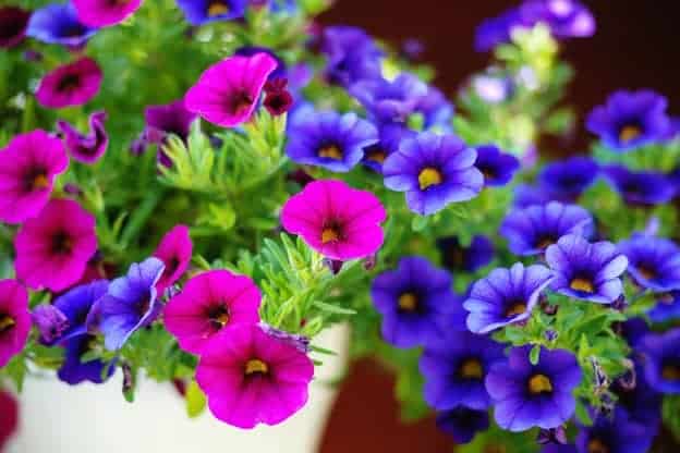 Petunias