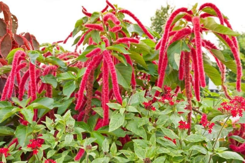  Love-Lies-Bleeding