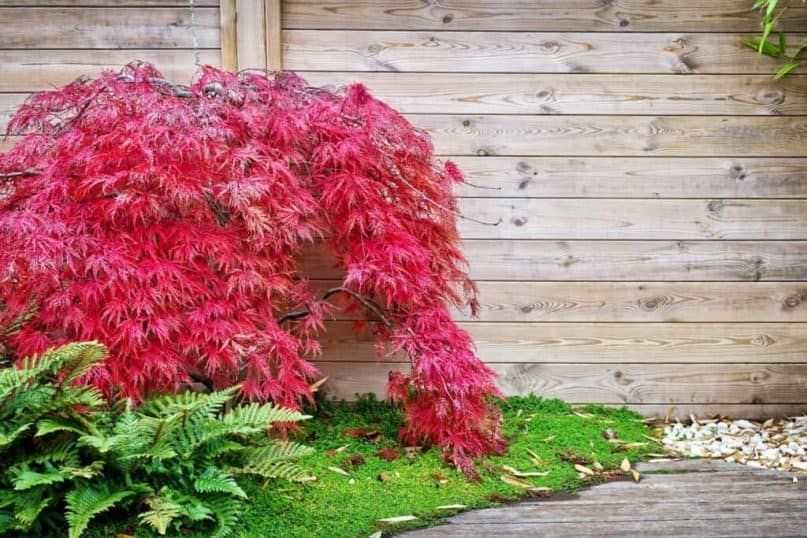 Garden plants: Japanese Maple