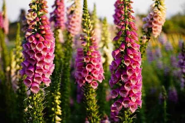 Garden plants: Foxgloves