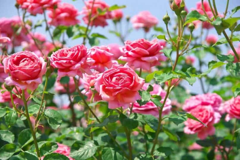 Garden plants: English Roses