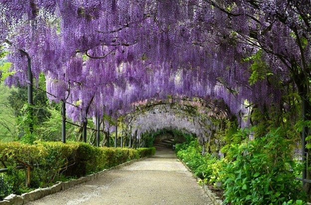 Garden plants: Wisteria