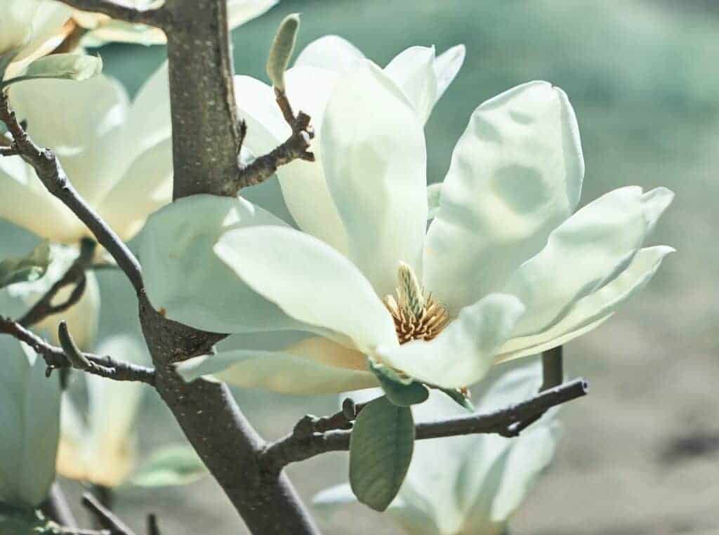 Garden plants: Magnolia 