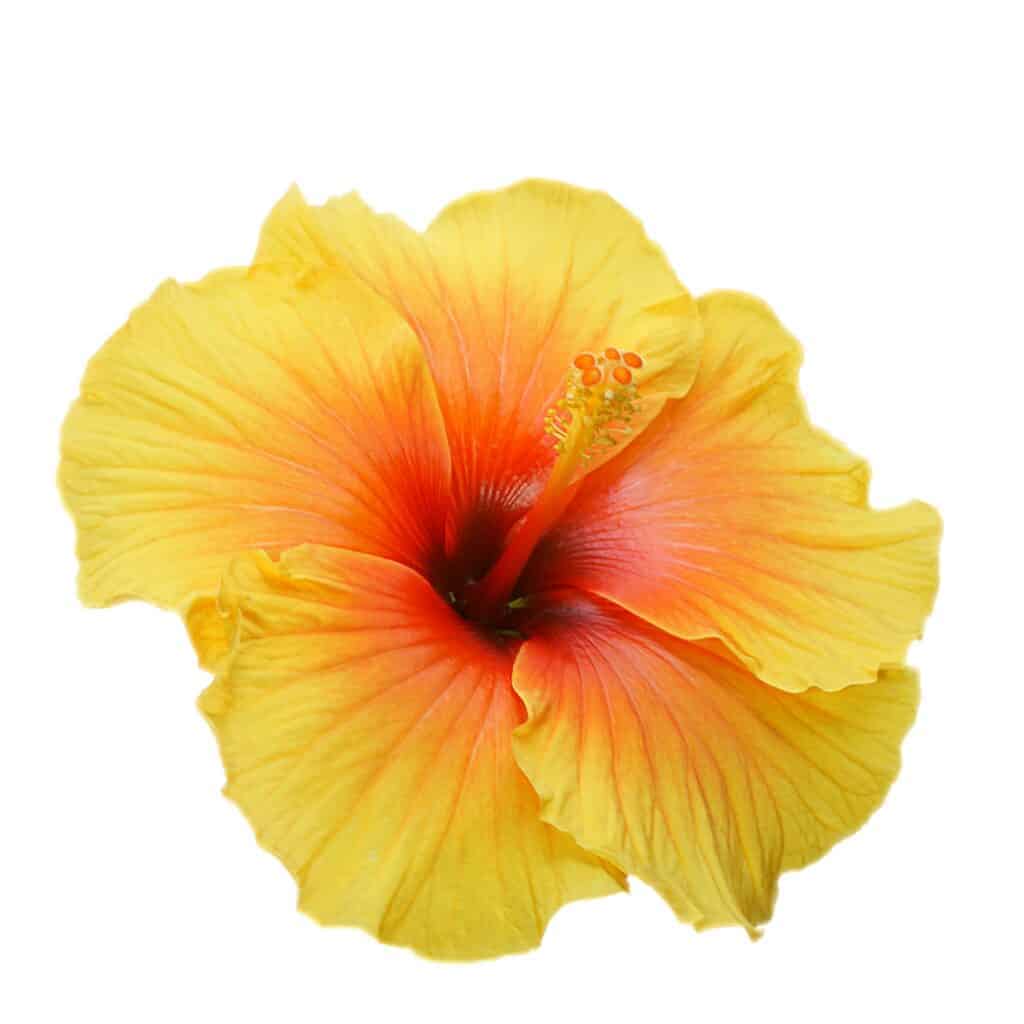 Garden plants: Hibiscus Flowers