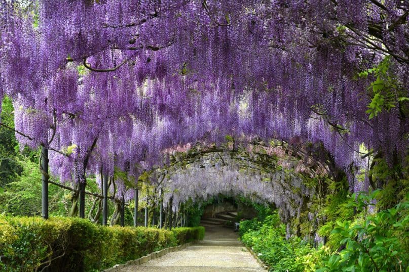 Turn Your Garden into a Dreamland with These Trees and Flowers!