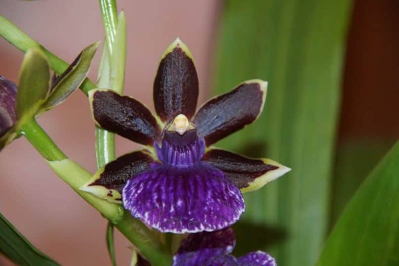 Zygopetalum Orchid